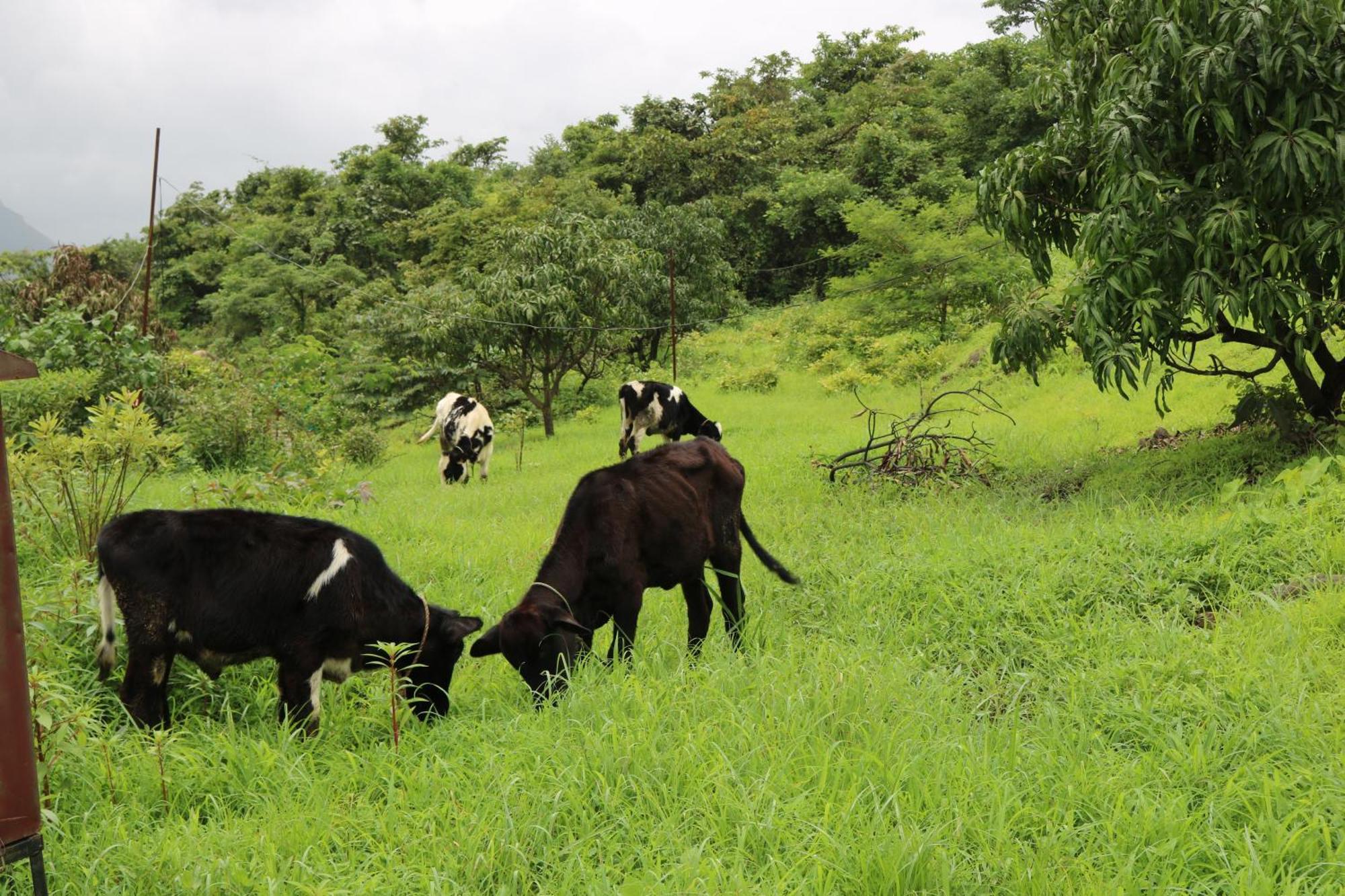 Shinde'S Tikona Valley Farm Villa Pune Bagian luar foto